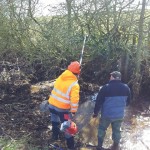 More pole saw Lionthorn